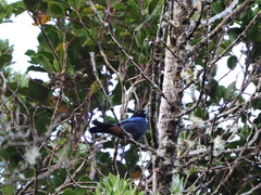 Iridosornis rufivertex