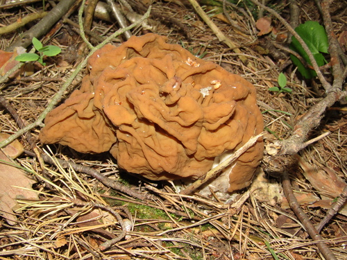 Maublancomyces gigas — (c) snaily_naily, some rights reserved (CC BY)