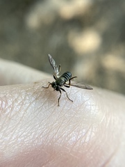 Atomosia melanopogon