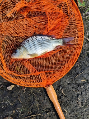 European Carp