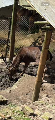 Sambar