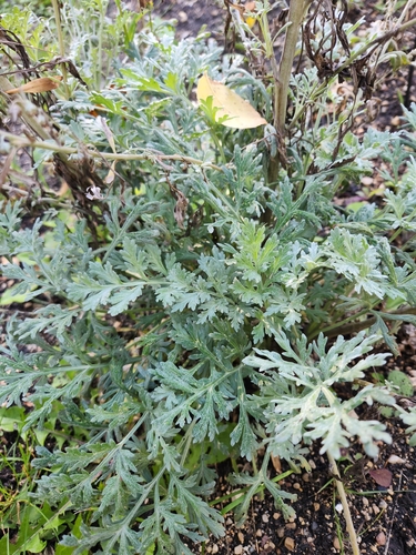 absinthe wormwood