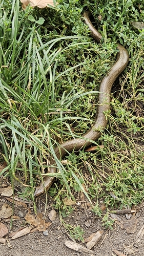 Common Slowworm