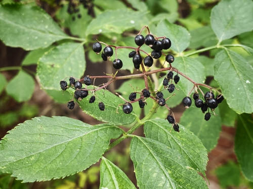 European black elderberry