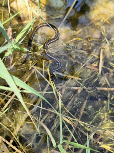 grass snake