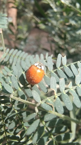 Asian Lady Beetle