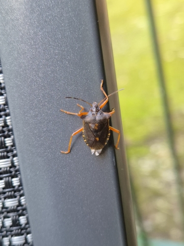 Forest Bug