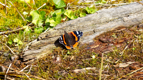 Red Admiral