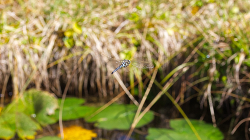 Sedge Darner