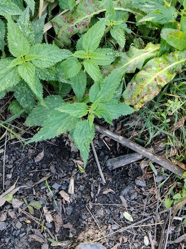 great stinging nettle