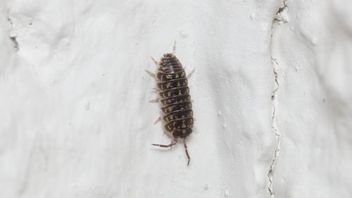 Versicolored Pill Woodlouse