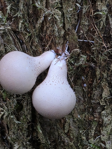 Pear-shaped Puffball