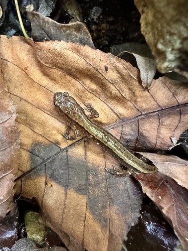 Southern Two-lined Salamander