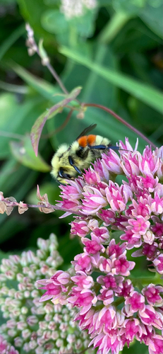 Hunt's Bumble Bee