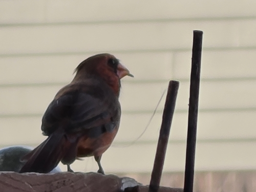 Northern Cardinal