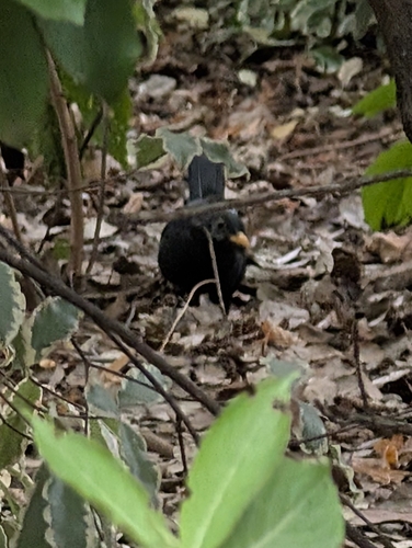 Eurasian Blackbird
