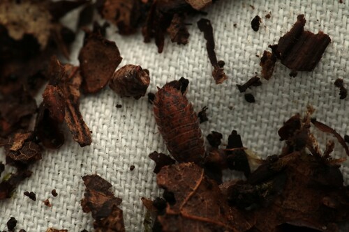 Common Rough Woodlouse