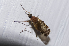 Sylvicola alternatus