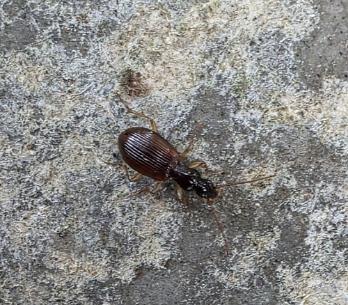 Oxypselaphus obscurus