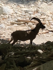 Capra hircus cretica