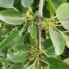 Rhamnus cathartica