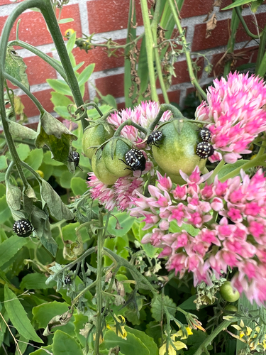 Southern Green Stink Bug