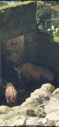 Mishmi Takin