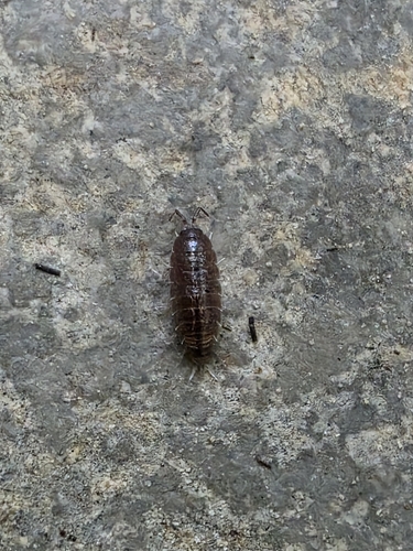 Riparian Woodlouse