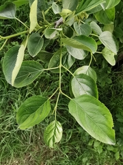 Rhamnus cathartica