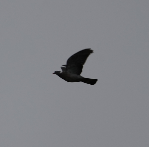 Common Wood-Pigeon