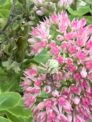 Goldenrod Crab Spider