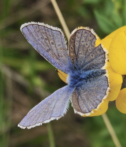 Common Blue