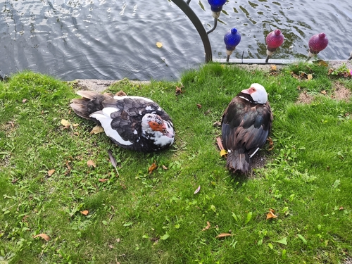 Muscovy Duck