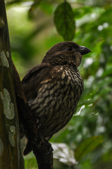 Scenopoeetes dentirostris