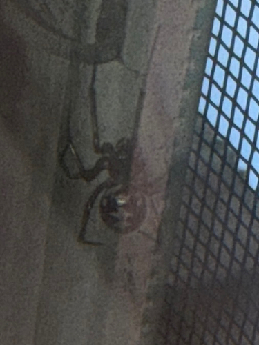 Triangulate Combfoot