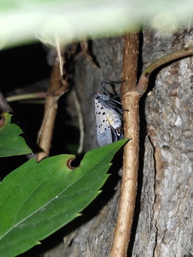 Spotted Lanternfly