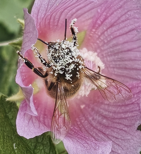 Western Honey Bee