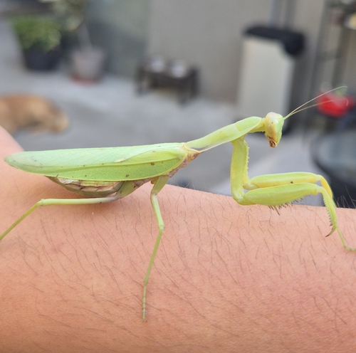 Transcaucasian Giant Mantis