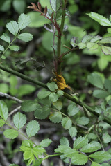 Phragmidium rosae-multiflorae