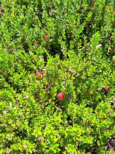 Vaccinium macrocarpon, photograph 3