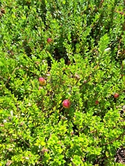 (c) Bob Schwartz, some rights reserved (CC BY) Vaccinium macrocarpon, photograph (c) Bob Schwartz, some rights reserved (CC BY)