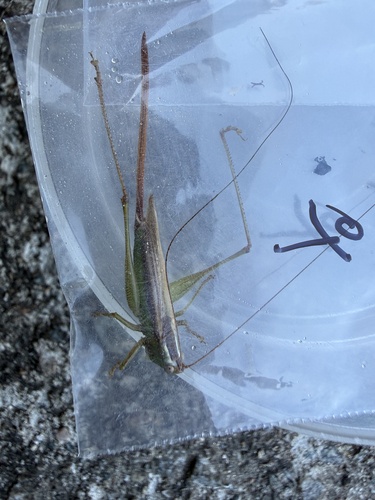 Conocephalus exemptus