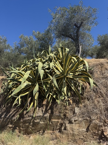 American century plant