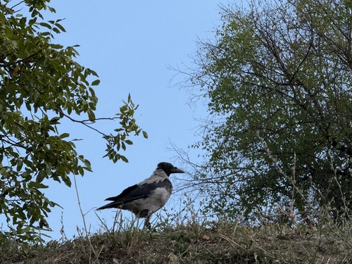 Hooded Crow