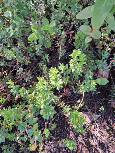 Vaccinium macrocarpon, photograph 5