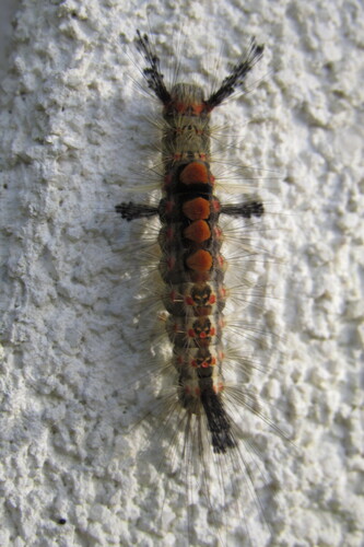 Rusty Tussock Moth