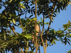 Piscidia piscipula