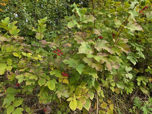 guelder-rose