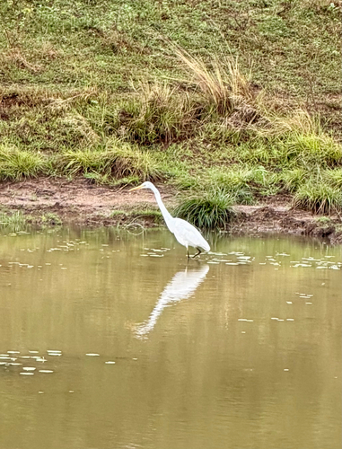 Great Egret