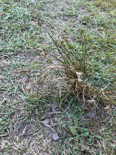 Slender Path Rush